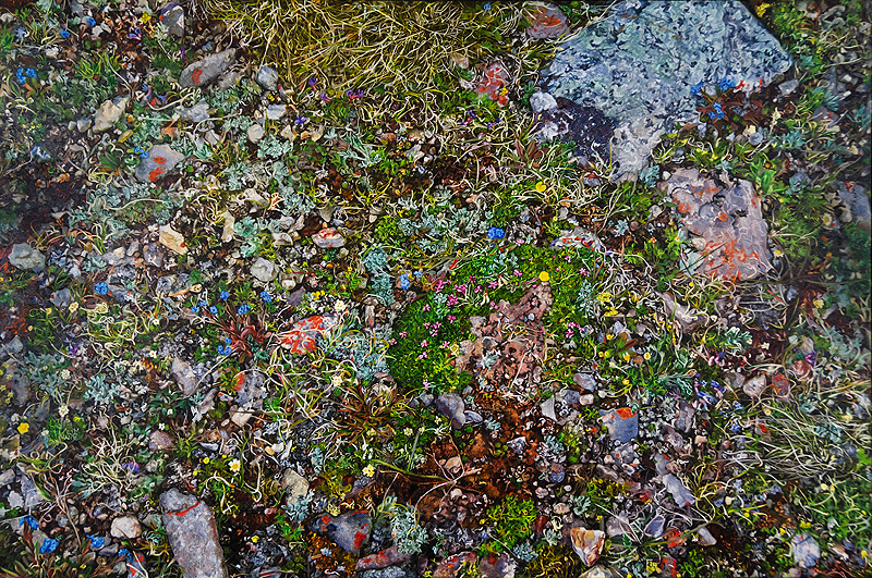 Moss Campion and Forget-me-nots on Pigeon Mountain