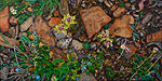 Rocky Ground with Yellow-Pink Paintbrush and Forget-me-nots - 2011
