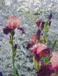 Irises in the Generalife Gardens - 2017