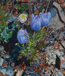 Three Crocus with White Flower (Alpine Smelowskis) - 2021