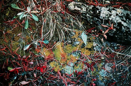 Kananaskis Autumn: Moss and Pine Needles