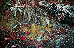 Kananaskis Autumn: Moss and Pine Needles - 1986