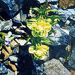 Yellow Paintbrush on Blackrock Mountain - 1996